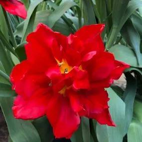 Abba Tulip (Tulipa Abba) Img 2
